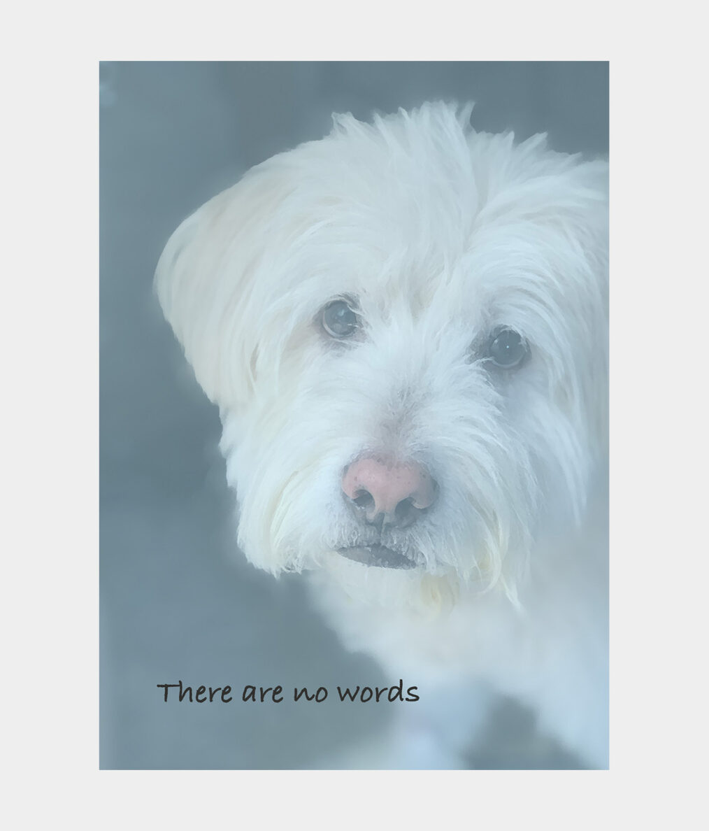 Card 107  (message inside: I'm so very sorry for your loss)