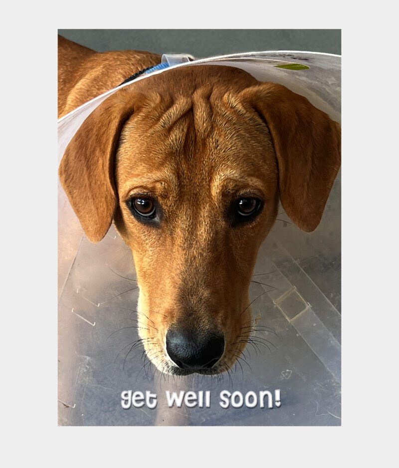 puppy in cone - wishing get well soon!